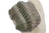 Detailed Reedops Trilobite - Atchana, Morocco #359177-5